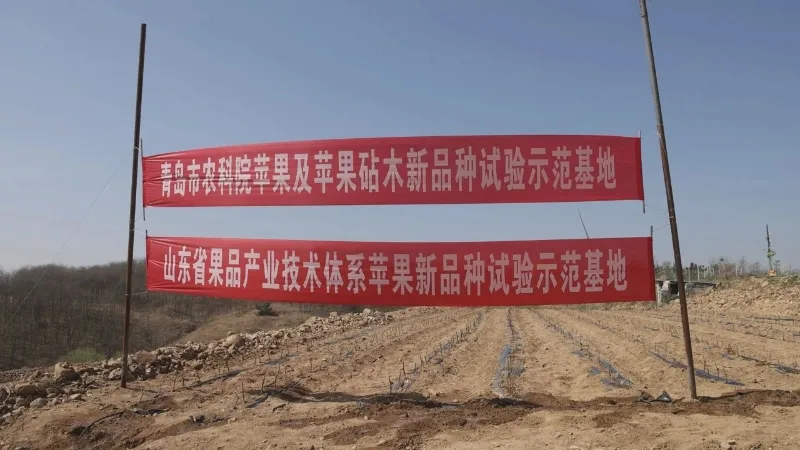 栖霞市官道镇：科技注入新动能 苹果产业迈向发展新征程